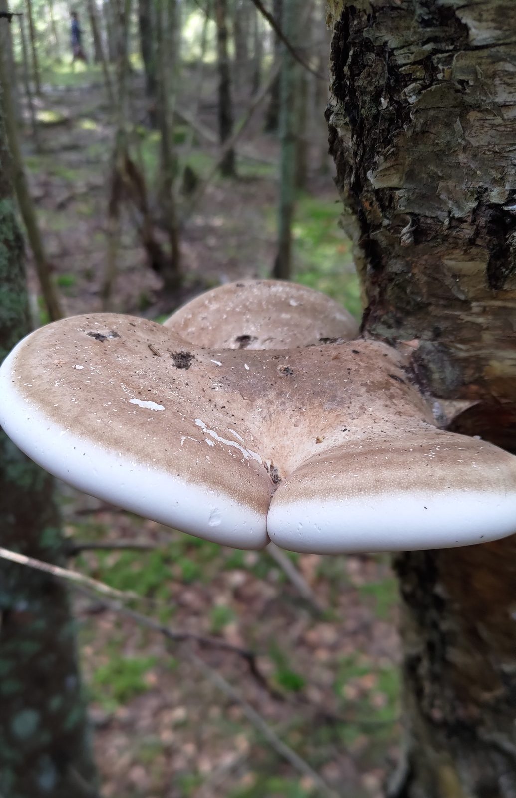Pale bracket fungi growing in an overlapping shelf shape on a tree trunk in a forest.