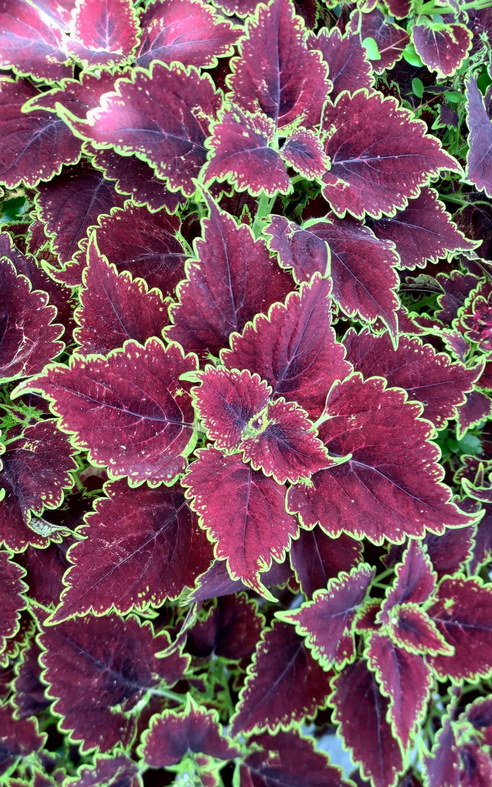 Dense dark maroon coleus leaves edged in bright lime green.