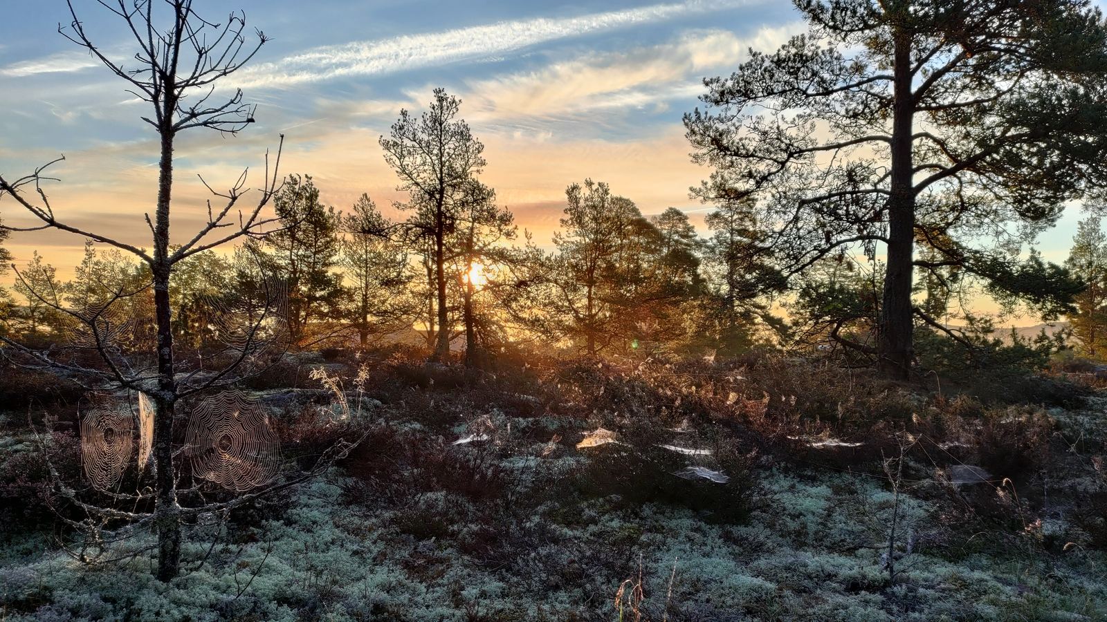 Dew-covered spiderwebs glowing in low forest sunlight at sunrise.