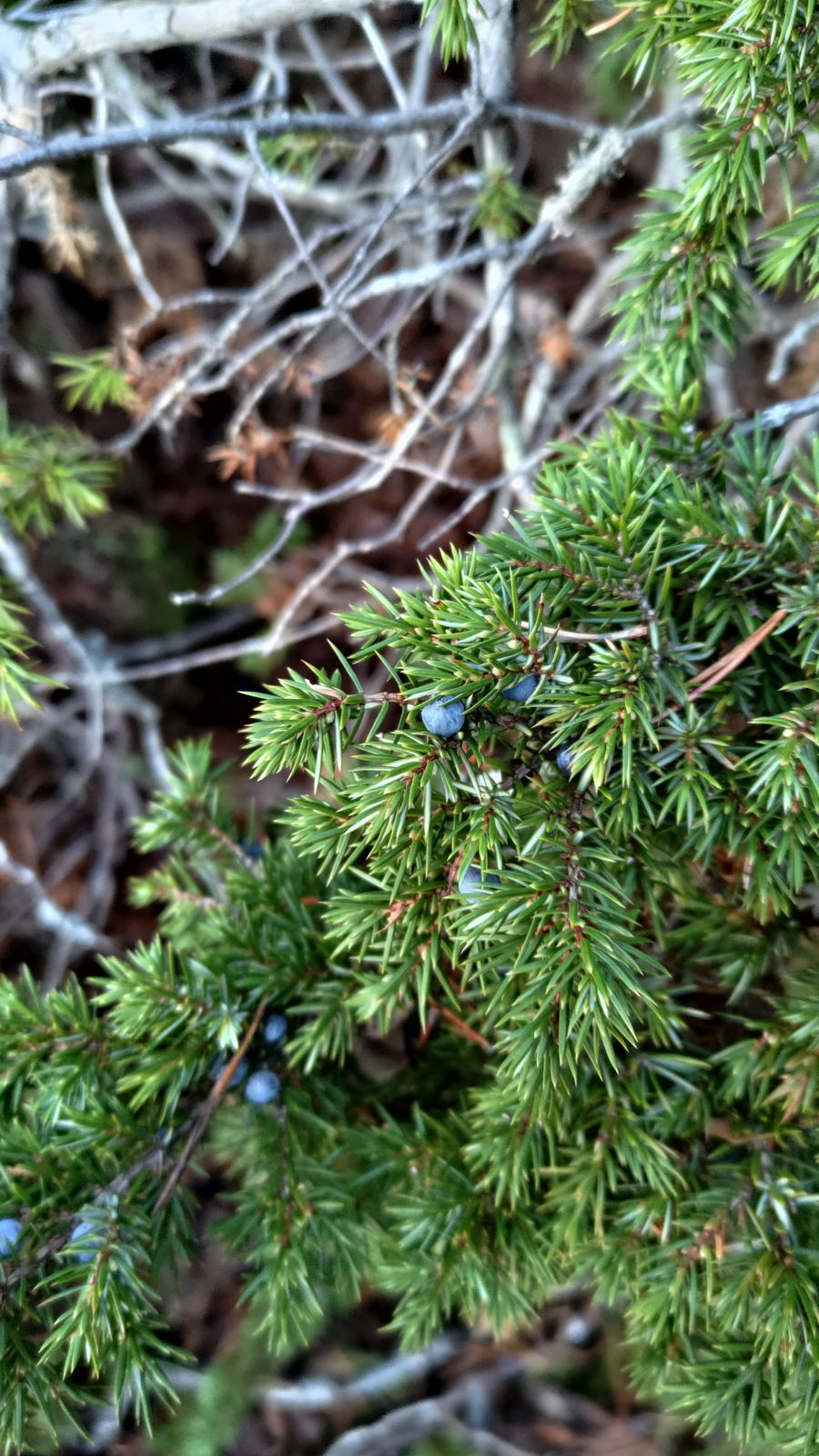 A macro view of blue juniper berries among green needles.