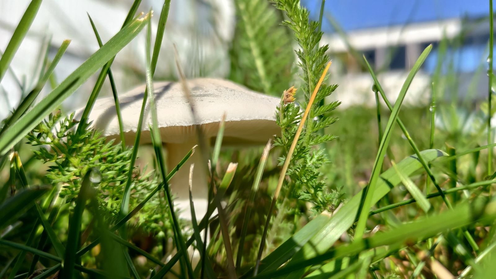 A white mushroom cap seen from below, framed by blades of grass and fern leaves.