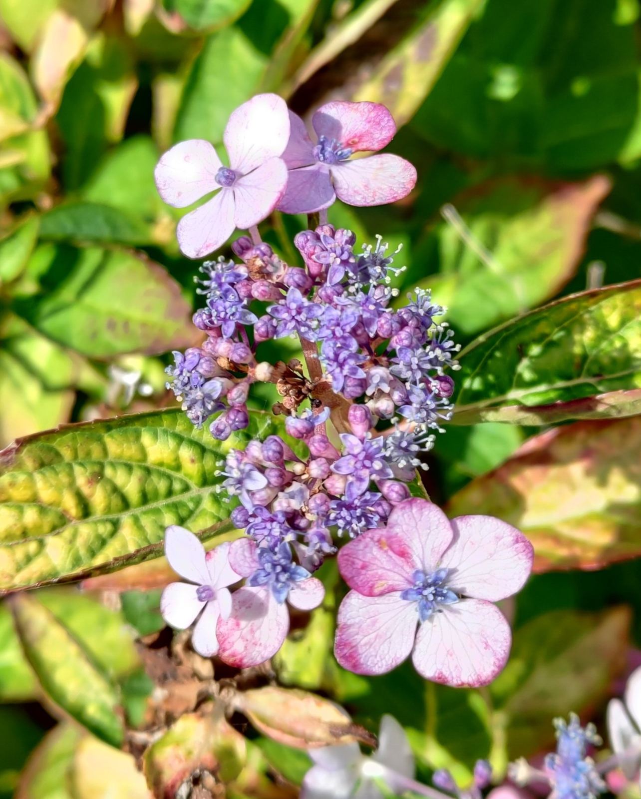 Small purple and pink hydrangea florets amid green and autumn-tinted leaves.