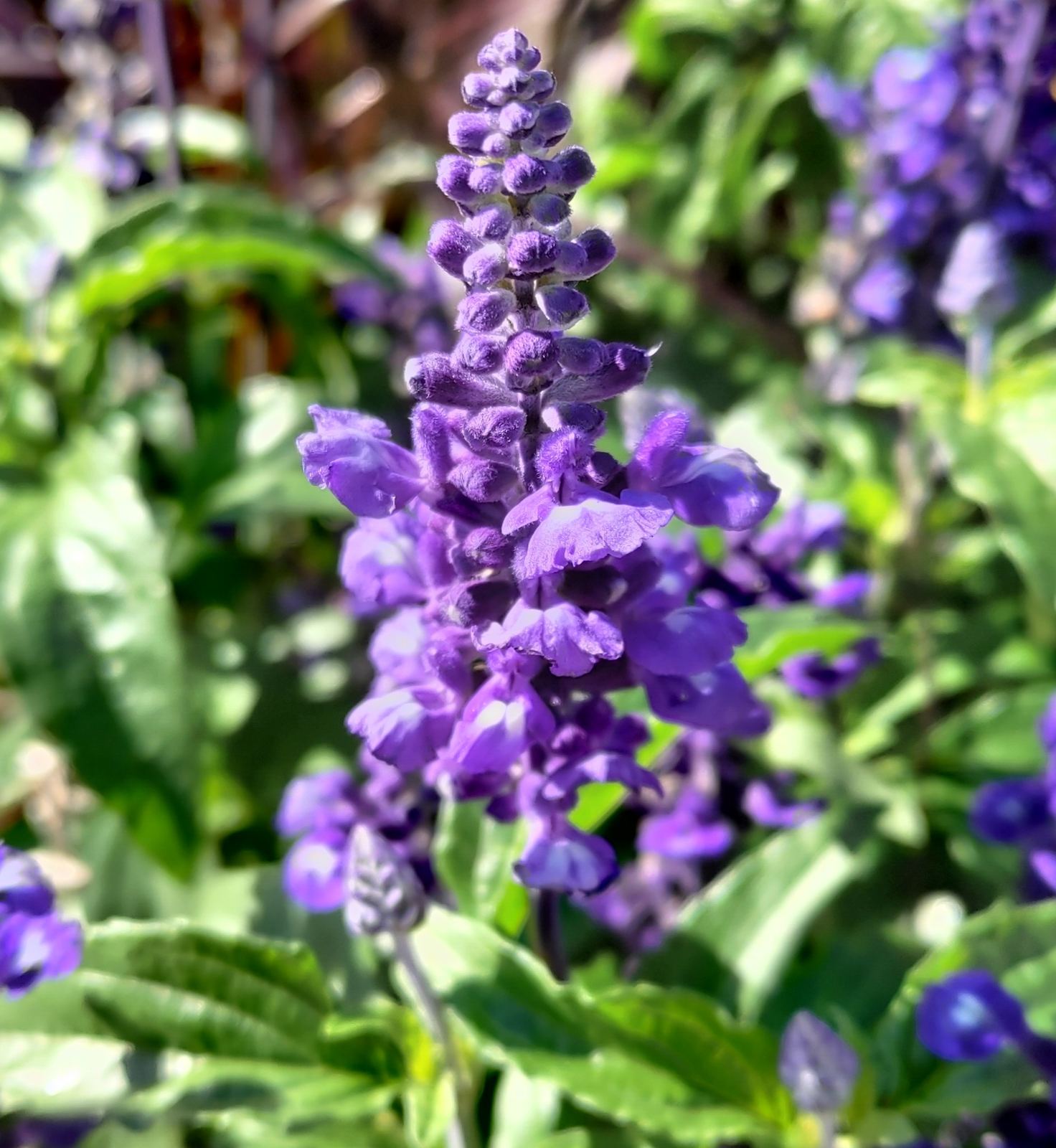 A tall spike of purple salvia flowers in bloom.
