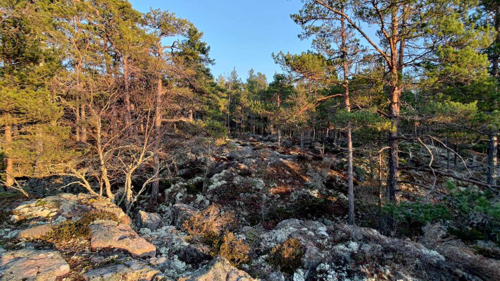 Lichen-covered rocks in a sunlit pine forest clearing.