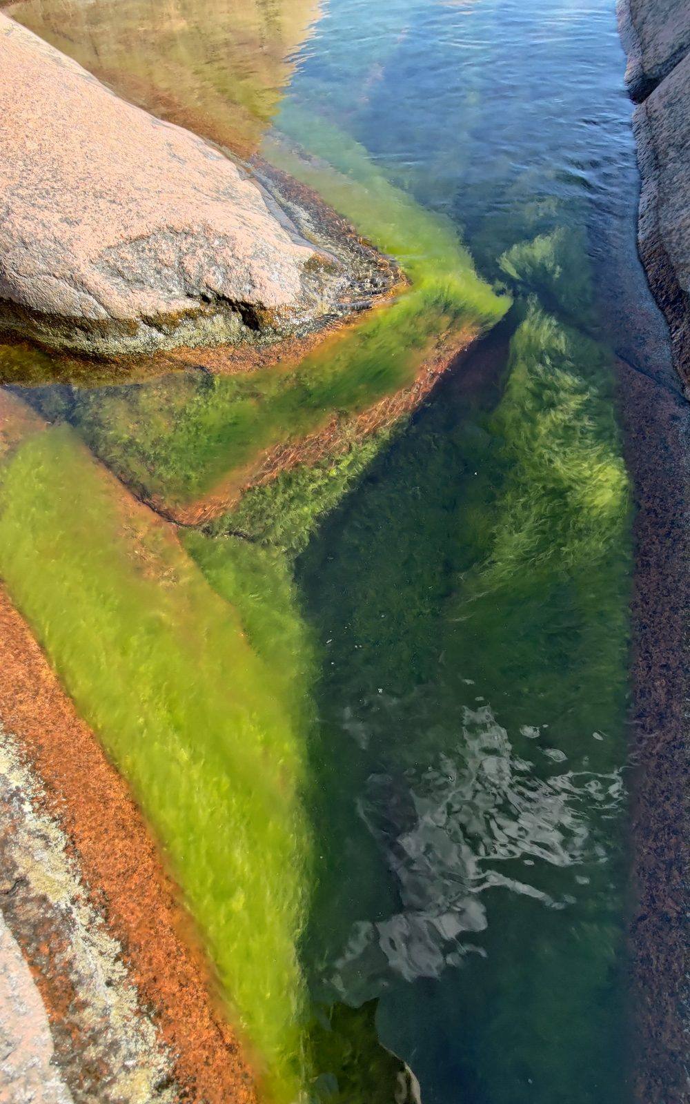 Looking down into a rock pool with bright green algae and reflections of the surrounding stone.